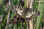 Zerynthia polyxena