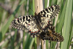 Zerynthia polyxena