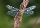 Zwarte heidelibel