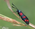 Zygaena