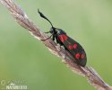 Zygaena filipendulae