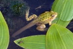צפרדע אגם