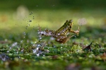 צפרדע אגם