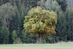 欧洲七叶树
