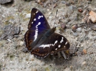 紫閃蛺蝶