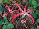 꽃나리버섯