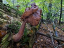 안장마귀곰보버섯