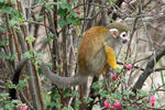 커먼다람쥐원숭이