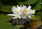 Бяла водна лилия