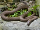 Речна змија