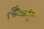 Зелена жаба
