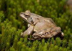 Горска жаба