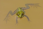 Зелена водна жаба