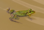 �елена водна жаба