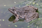 Голяма водна жаба