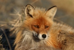 Црвена лисица