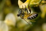 Бджола медоносна