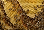 نحل العسل الغربي