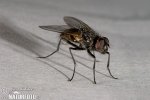 Домашна муха
