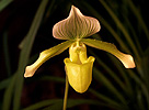 Орхидеја