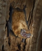خفاش جنگلی معمولی