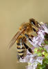 Медоносна пчела