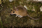 Обикновена горска мишка