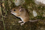 Обикновена горска мишка