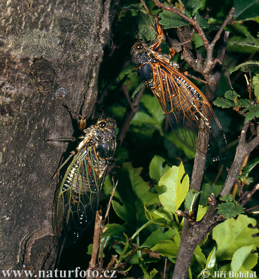 Tibicina haematodes