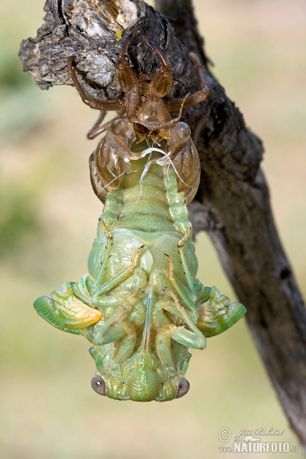 Tibicina haematodes