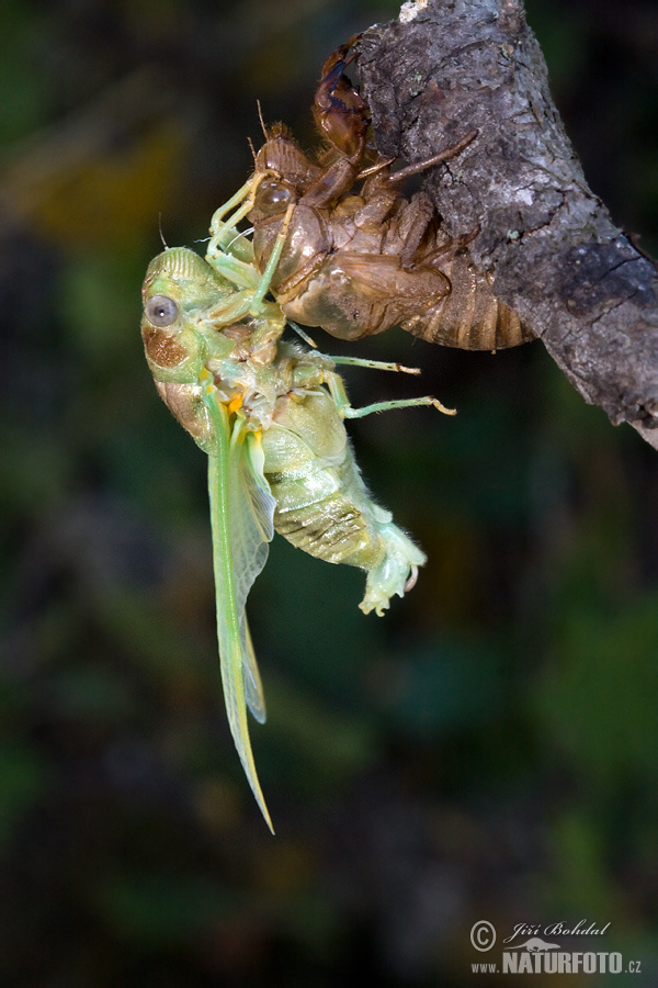 Tibicina haematodes