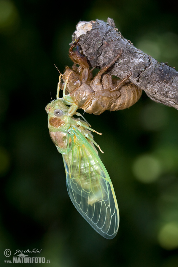 Tibicina haematodes