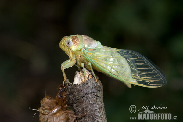 Tibicina haematodes