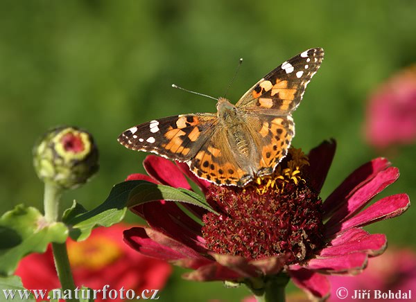 Tidselsommerfugl