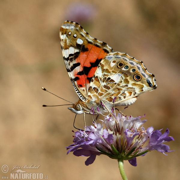 Tidselsommerfugl