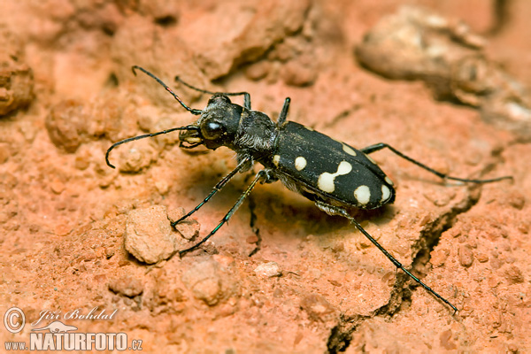 Tiger Beetle (Cicindela sp.)