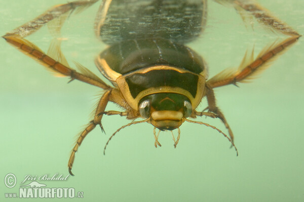 Tiger Water Beetle (Dytiscus marginalis)