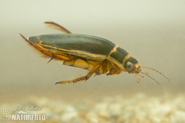 Tiger Water Beetle (Dytiscus marginalis)