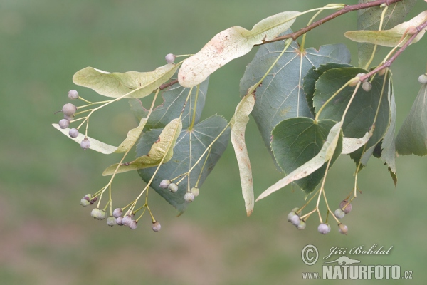 Tilia cordata