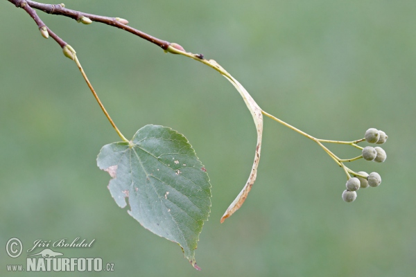 Tilia cordata