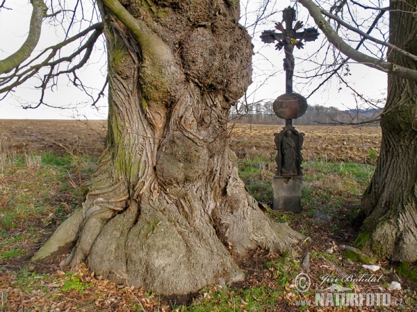 Tilia cordata