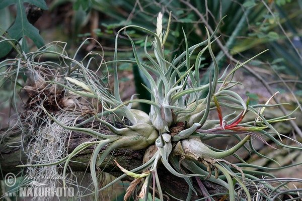 Tillandsia caput-medusae