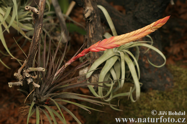 Tillandsia sp.