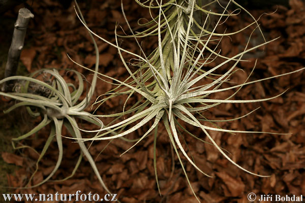 Tillandsia sp.