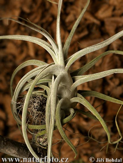 Tillandsia sp.