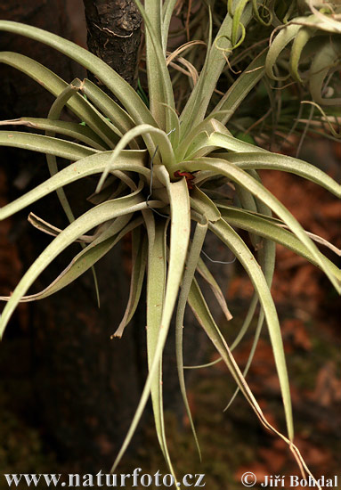 Tillandsia sp.