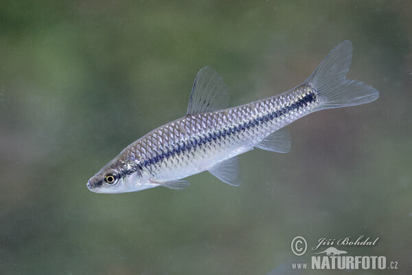 Topmouth Gudgeon (Pseudorasbora parva)