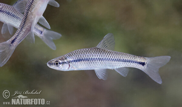 Topmouth Gudgeon (Pseudorasbora parva)