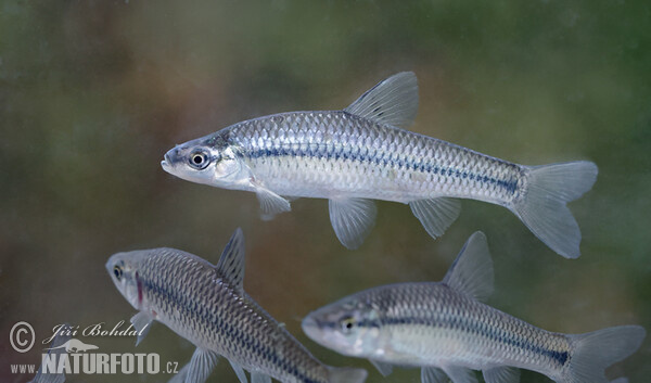 Topmouth Gudgeon (Pseudorasbora parva)