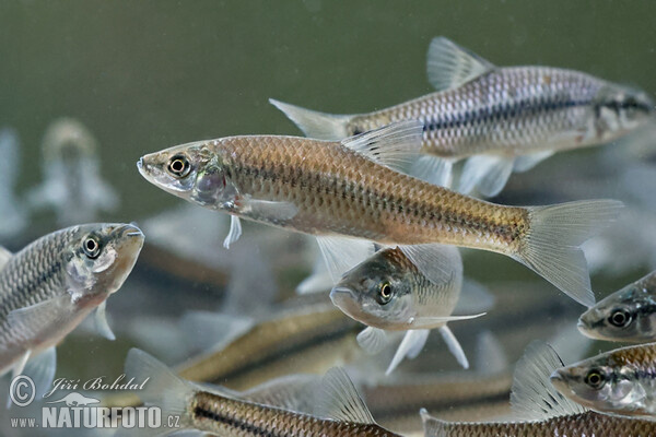 Topmouth Gudgeon (Pseudorasbora parva)